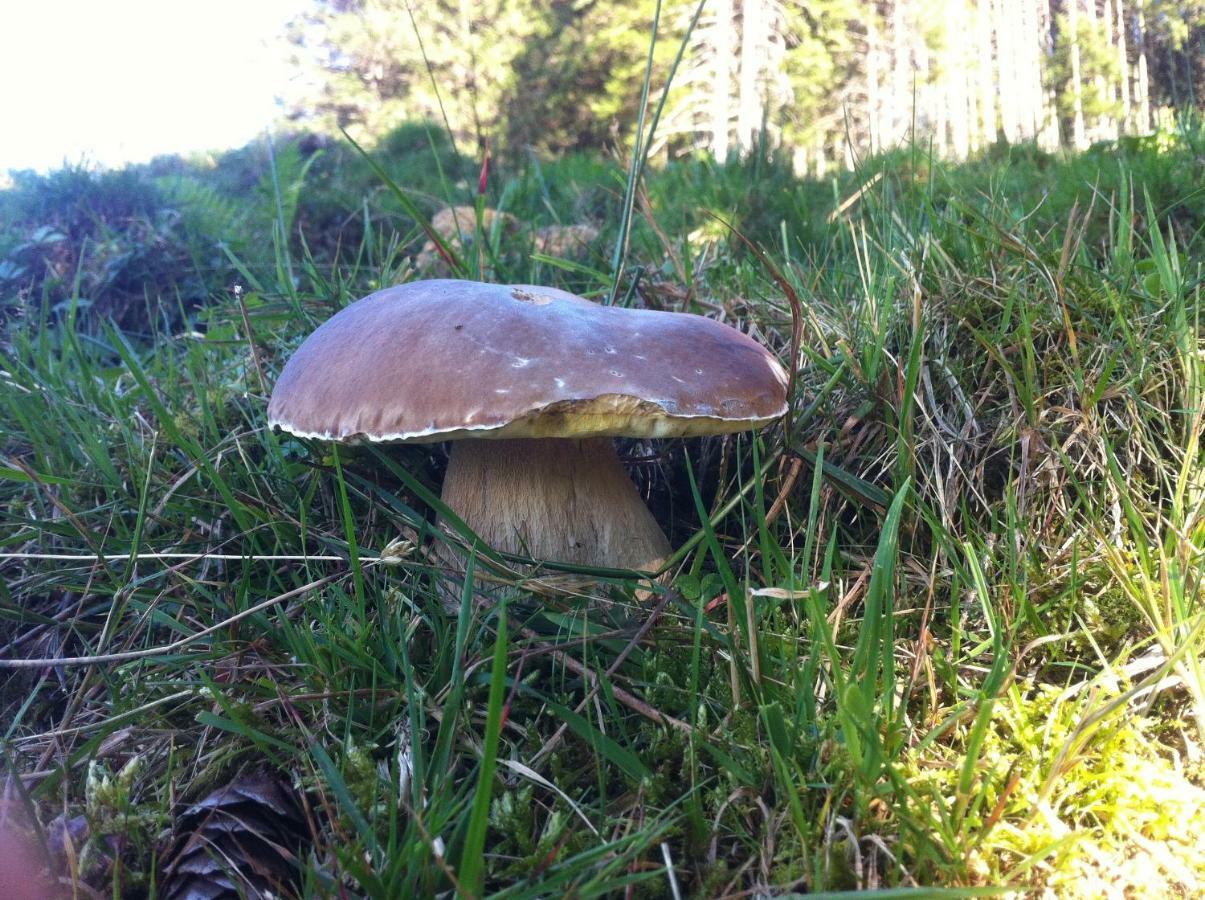 BnB chezlise Urnäsch Eksteriør billede